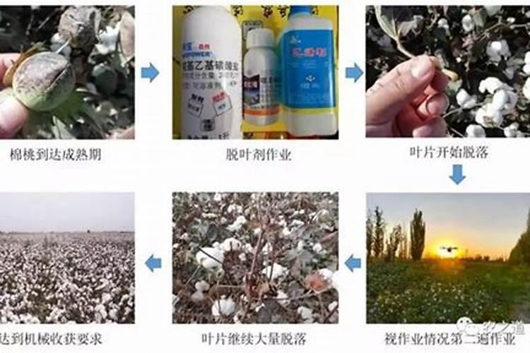 多肉可以喷营养液吗