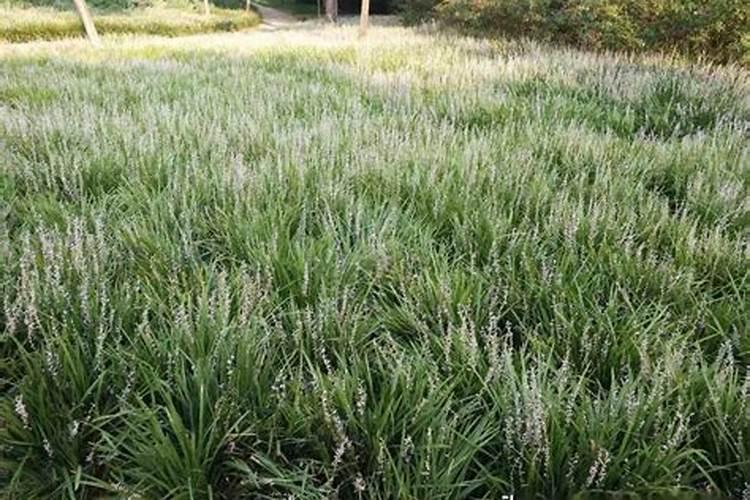 腐殖酸水溶肥在草本花卉上的主要作用