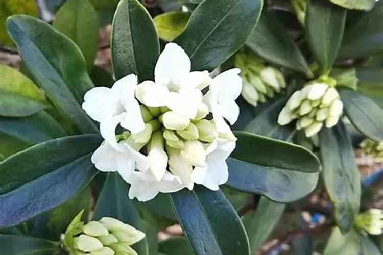 延长金边瑞香花期的方法