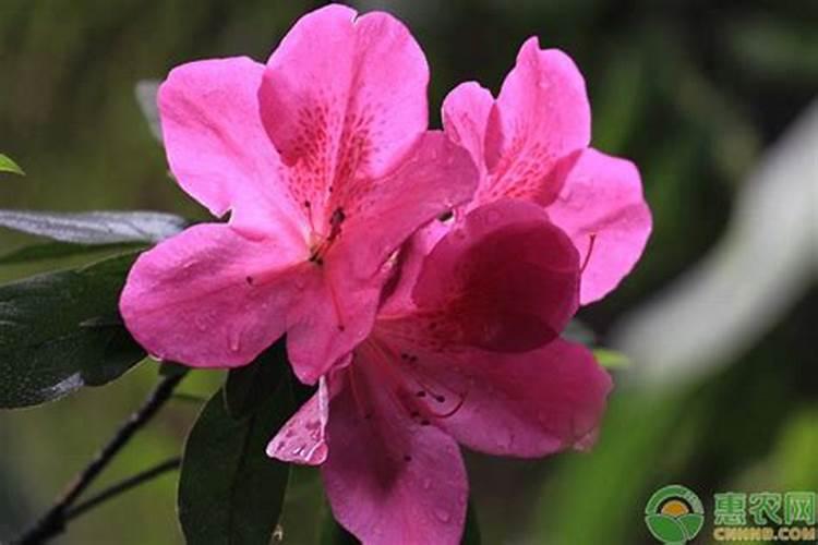 杜鹃花施什么肥