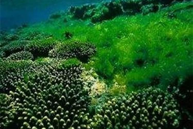 氨基酸叶面肥与钙肥能混用吗
