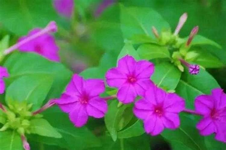 夜来香怎么养开花多