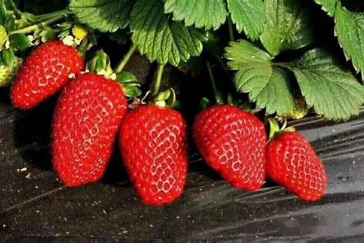 盆栽草莓要施什么肥料