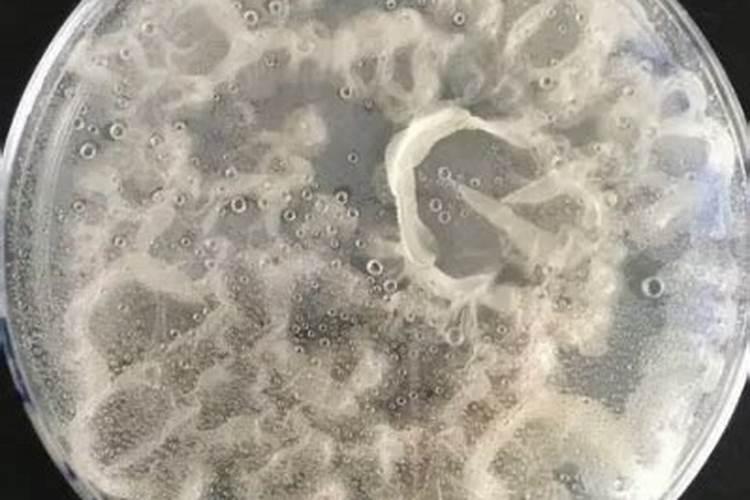叶面肥是什么