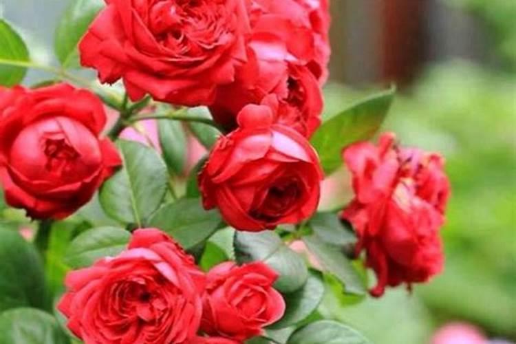 月季花冬季怎么施肥