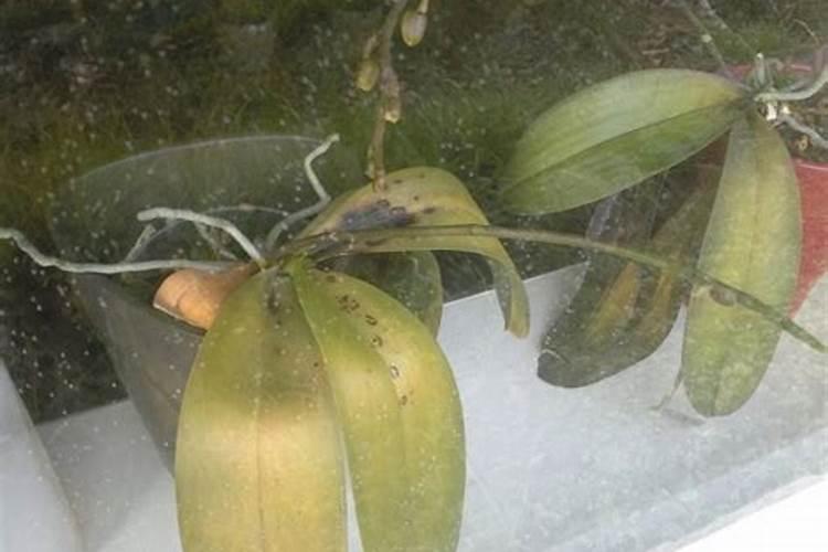 茶叶用什么化肥好