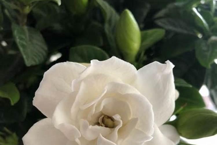 栀子花用什么肥爱开花