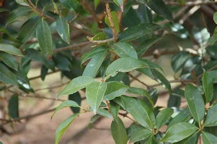 桂花怎么施肥