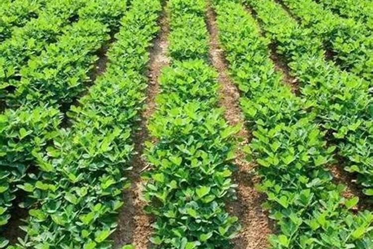硼肥有膨果作用吗 硼肥是什么肥料