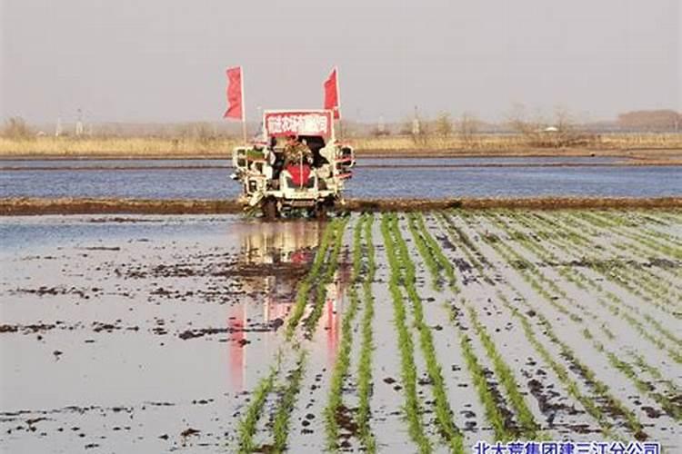 栽小米辣要放什么底肥？