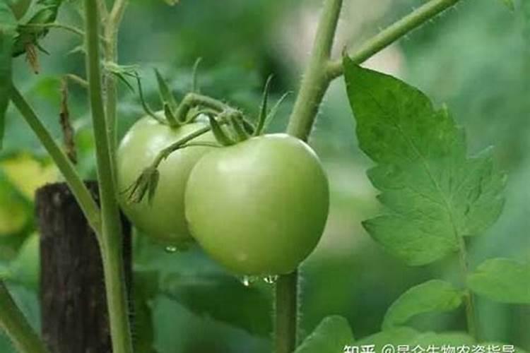 秋季如何为花木进行施肥？