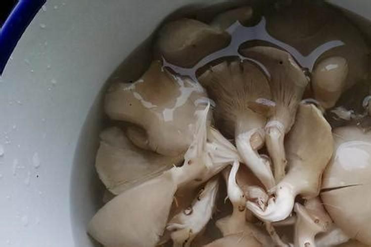 平菇出菇的酸碱度是多少