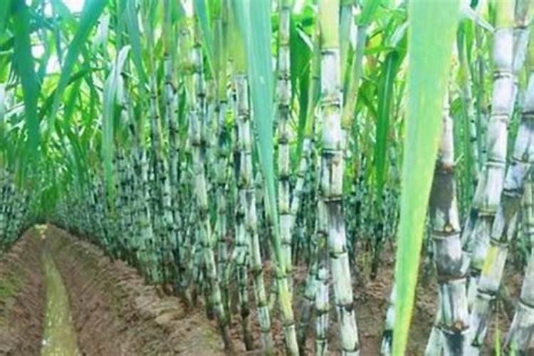 种植甘蔗可以用什么肥料？