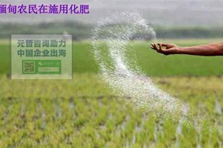 2024年第一季度我国化肥出口到哪些国家？