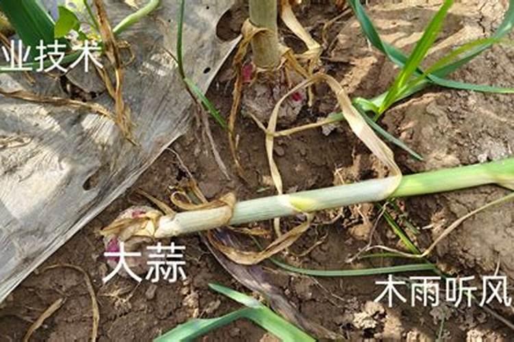 大蒜追肥禁忌有哪些 什么时候追肥最合适