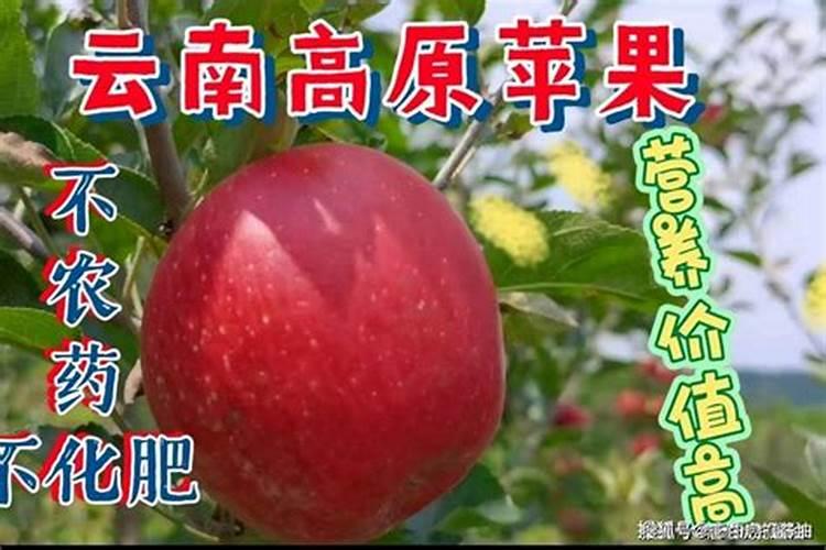 果树缺少中量元素会出现什么症状？