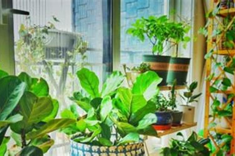 使用大量元素水溶肥有什么好处？