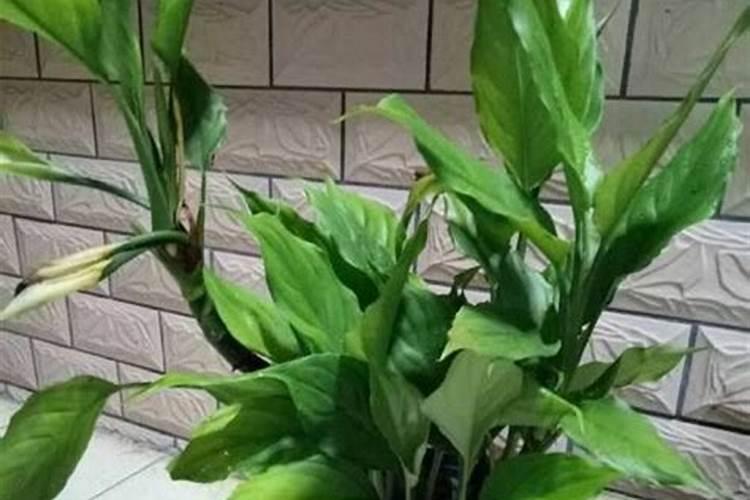 怎样才能养护好大叶万年青