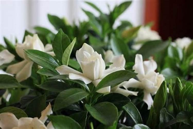 栀子花用什么肥