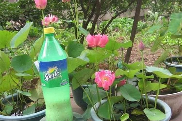 硝基水溶肥对植物的作用？