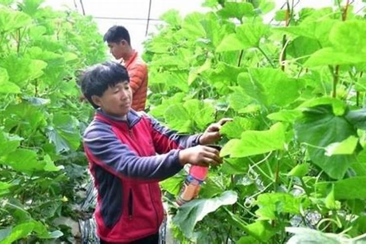甜瓜摘心打顶时间与方法