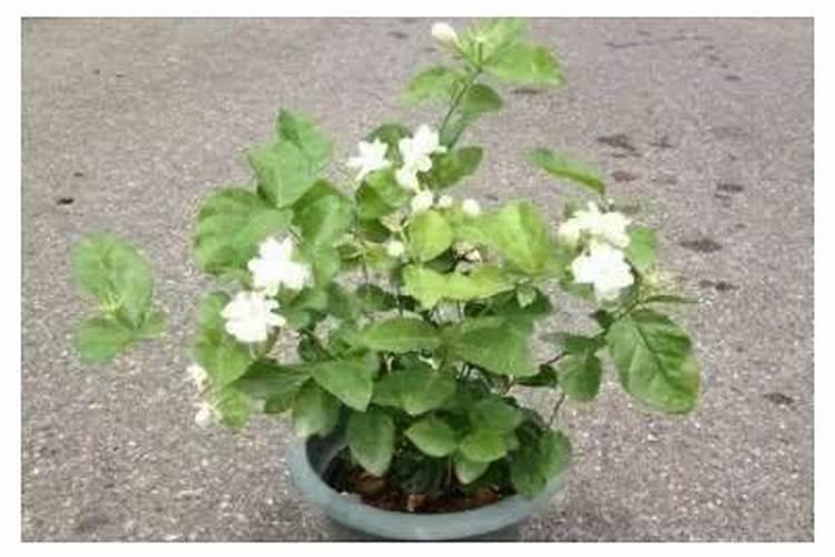 茉莉花最忌讳三种肥料