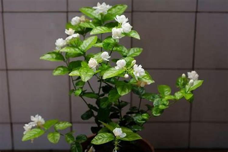 茉莉花只长叶子不开花怎么办