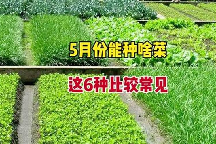 怎么提高大棚西红柿的产量？用冲施肥还是什么肥料？