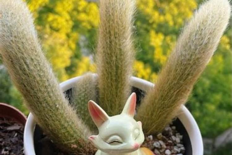 九尾狐的养护方法？