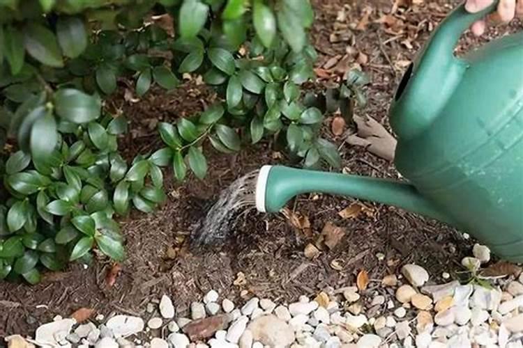茶花的施肥方法是什么？