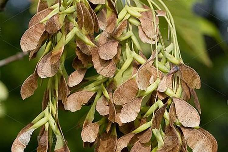 豆角用什么肥料效果好(种植豆角结果期需要什么叶面肥)