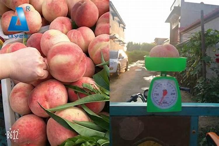 给草莓追肥,该用什么肥料？