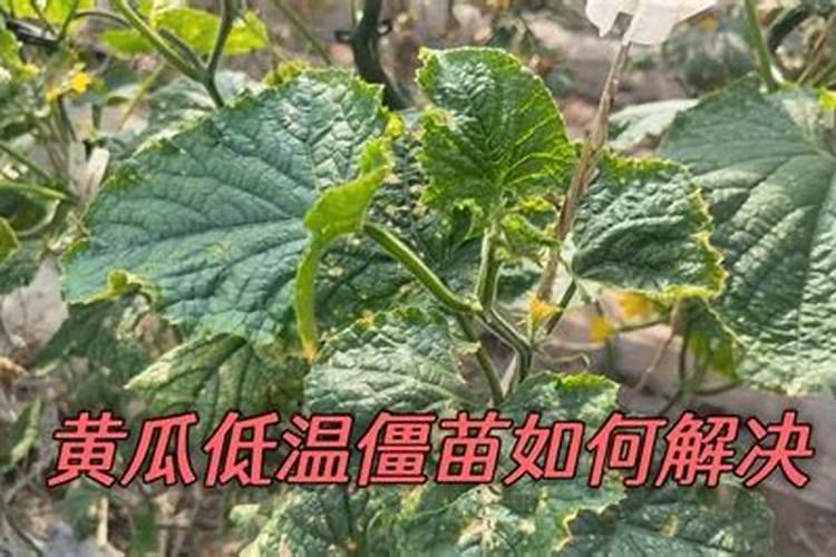 早春黄瓜冷害和冻害原因是什么 如何防治