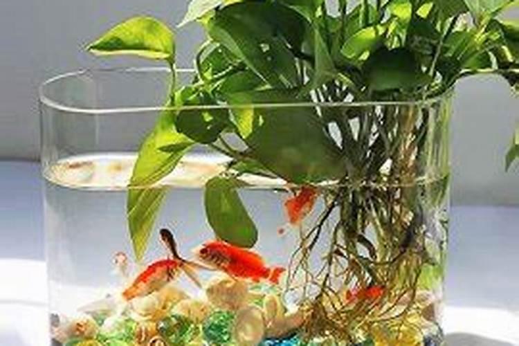 磷肥可以兑水浇花吗 磷肥对花卉的作用是什么