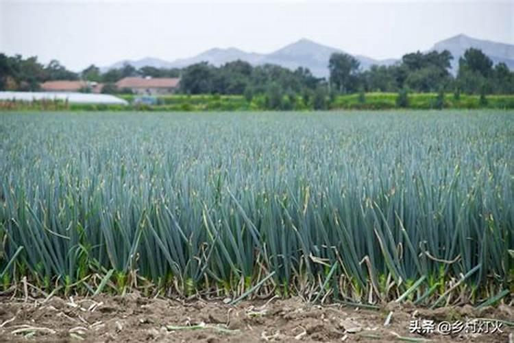 夏玉米田间除草要注意什么 怎么喷洒农药