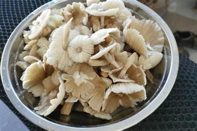 如何辨别生物有机肥的真伪