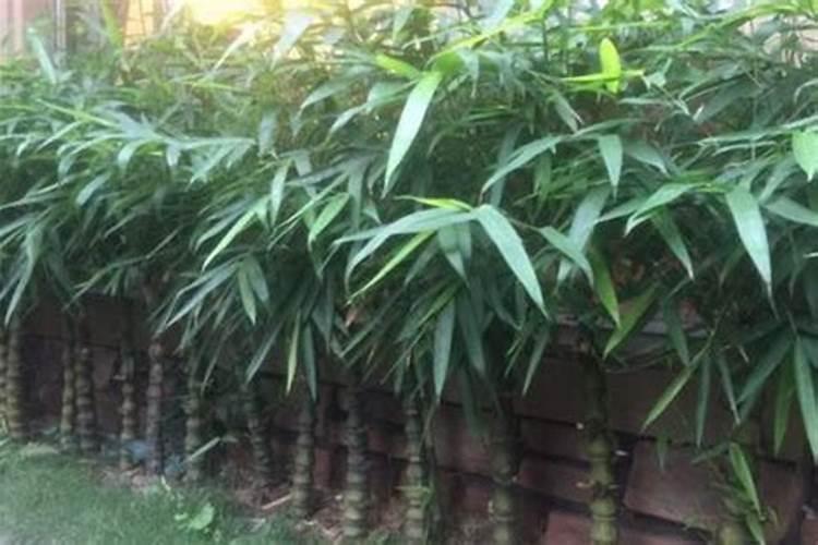 哪些肥料适合滴灌施肥