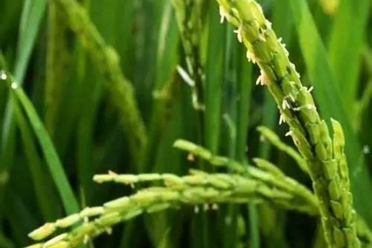 水稻肥料的使用