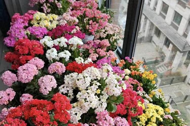 长寿花施肥方法,用什么肥好