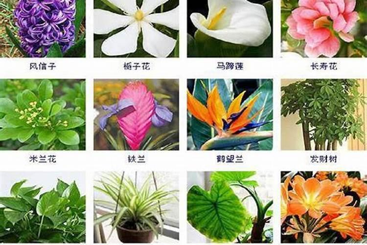 中量元素篇:各种元素的生理作用以及元素缺乏症状表现
