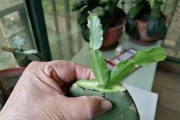 蟹爪兰怎样施肥最好