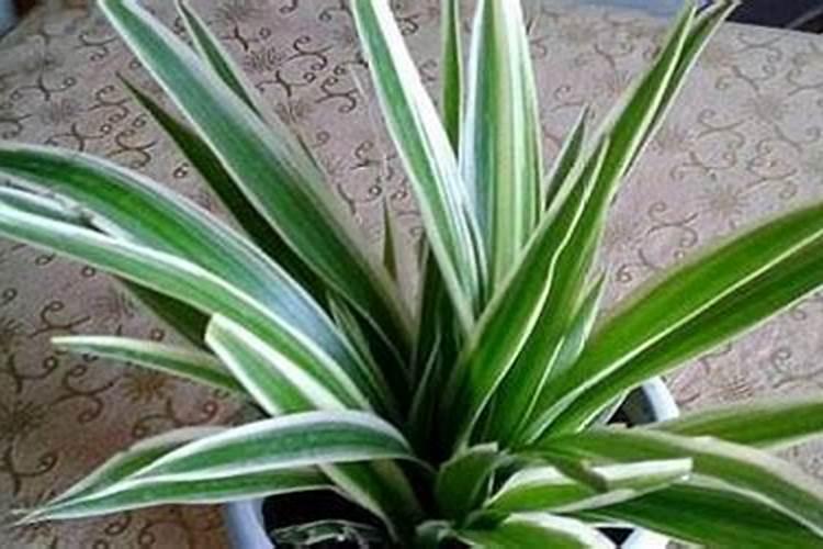 油画吊兰的种植方法