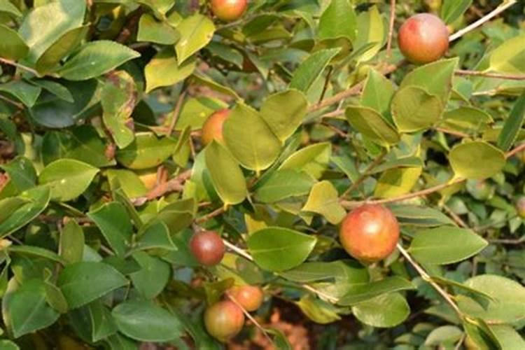 油茶苗怎么栽种好 如何施肥除草