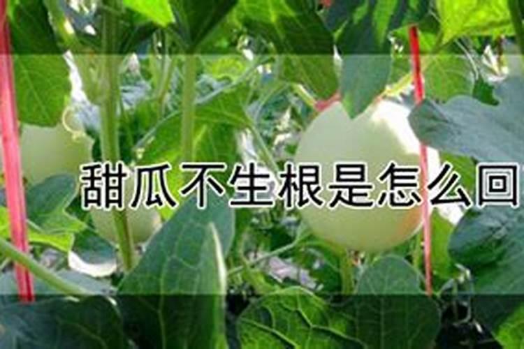 水稻刚栽下去 不扎根 不长高 这是怎么了