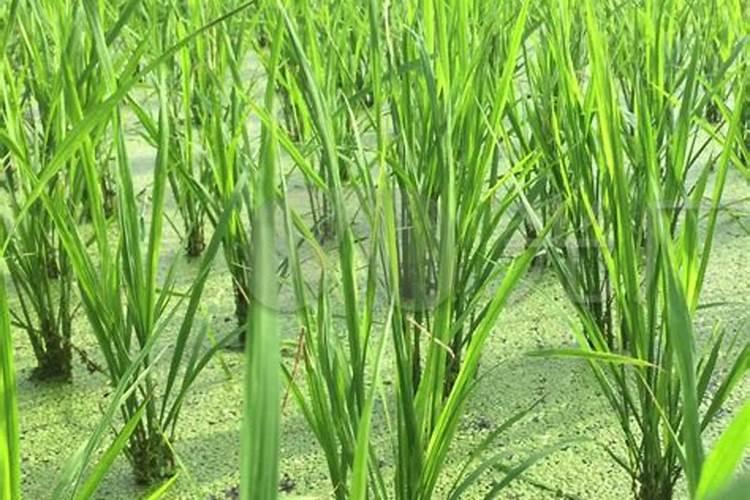 水稻移栽到大田不发棵怎么办