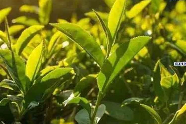 茶叶能施叶面肥吗？