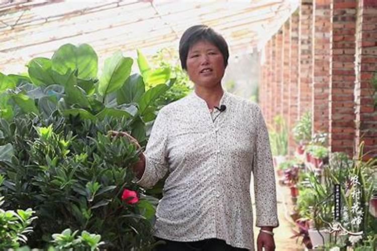 茶花一年四季施肥技巧