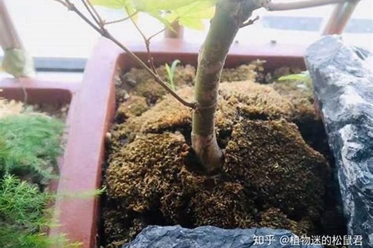 绿萝绿植该怎么养才好