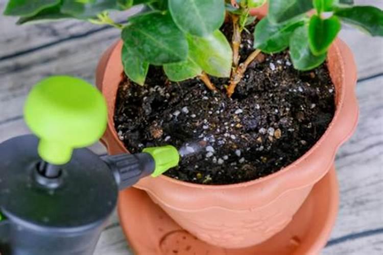 冬天可以给绿植施肥吗