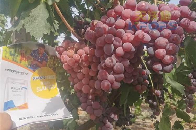 美盛晶体钾和红钾哪个好